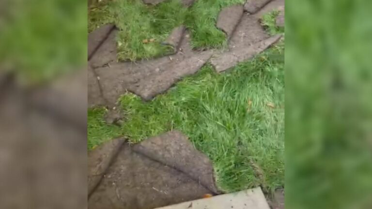 wrecked lawn