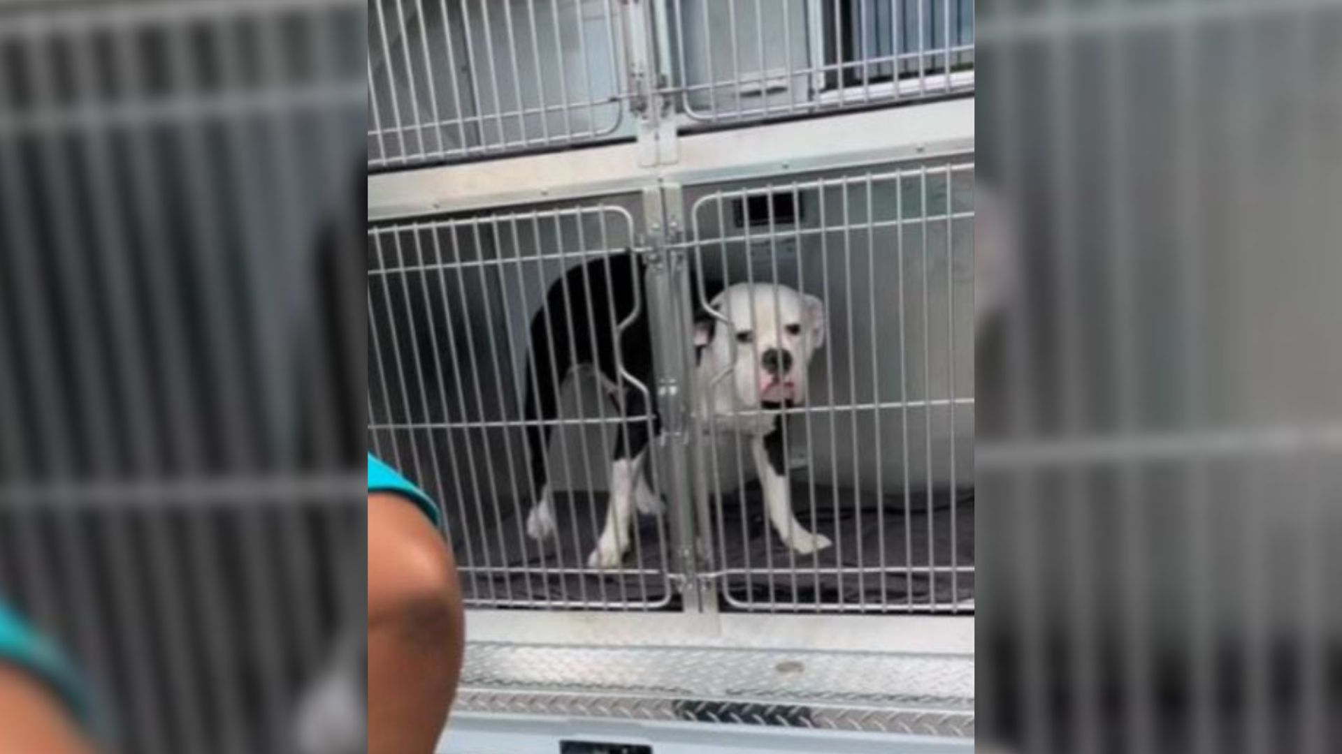California Couple Still Mourning Their Dog Finds A Shelter Pup Facing The Unthinkable