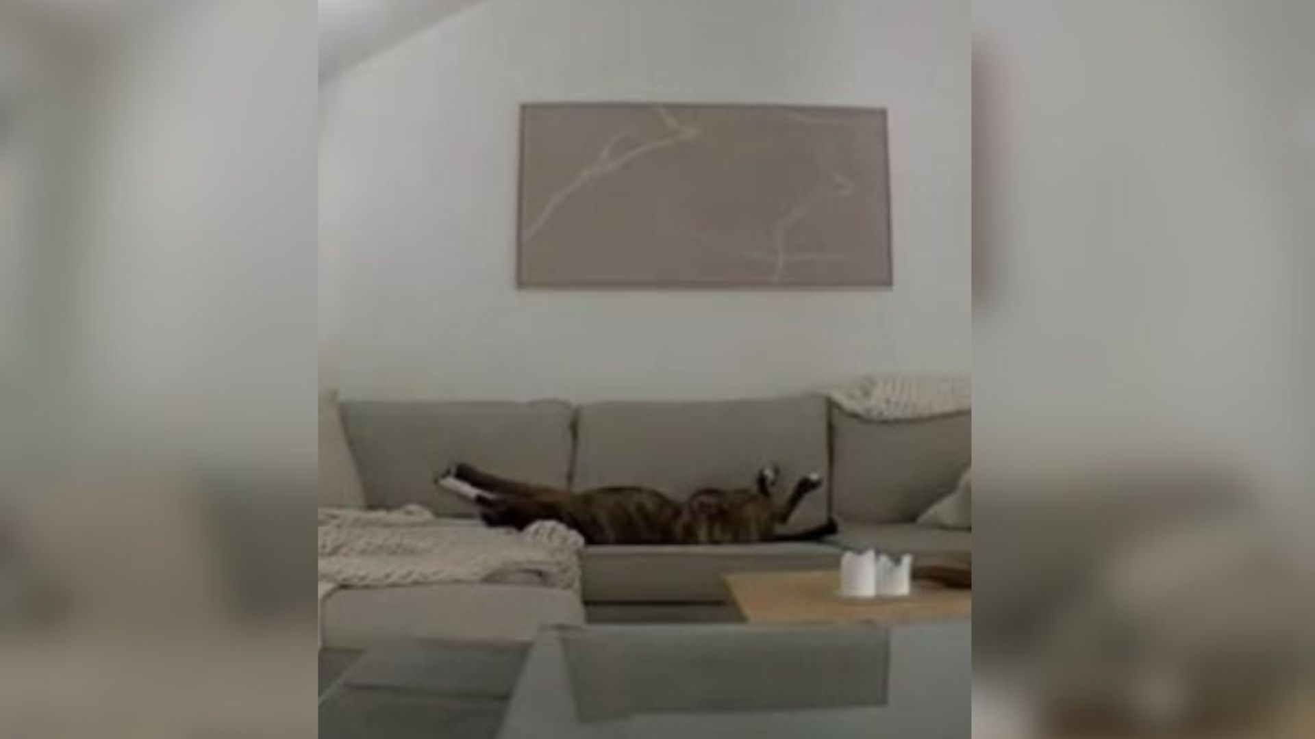 California Dog Mom Checks Pet Cam And Finds Her Pup In A State Of Pure Zen