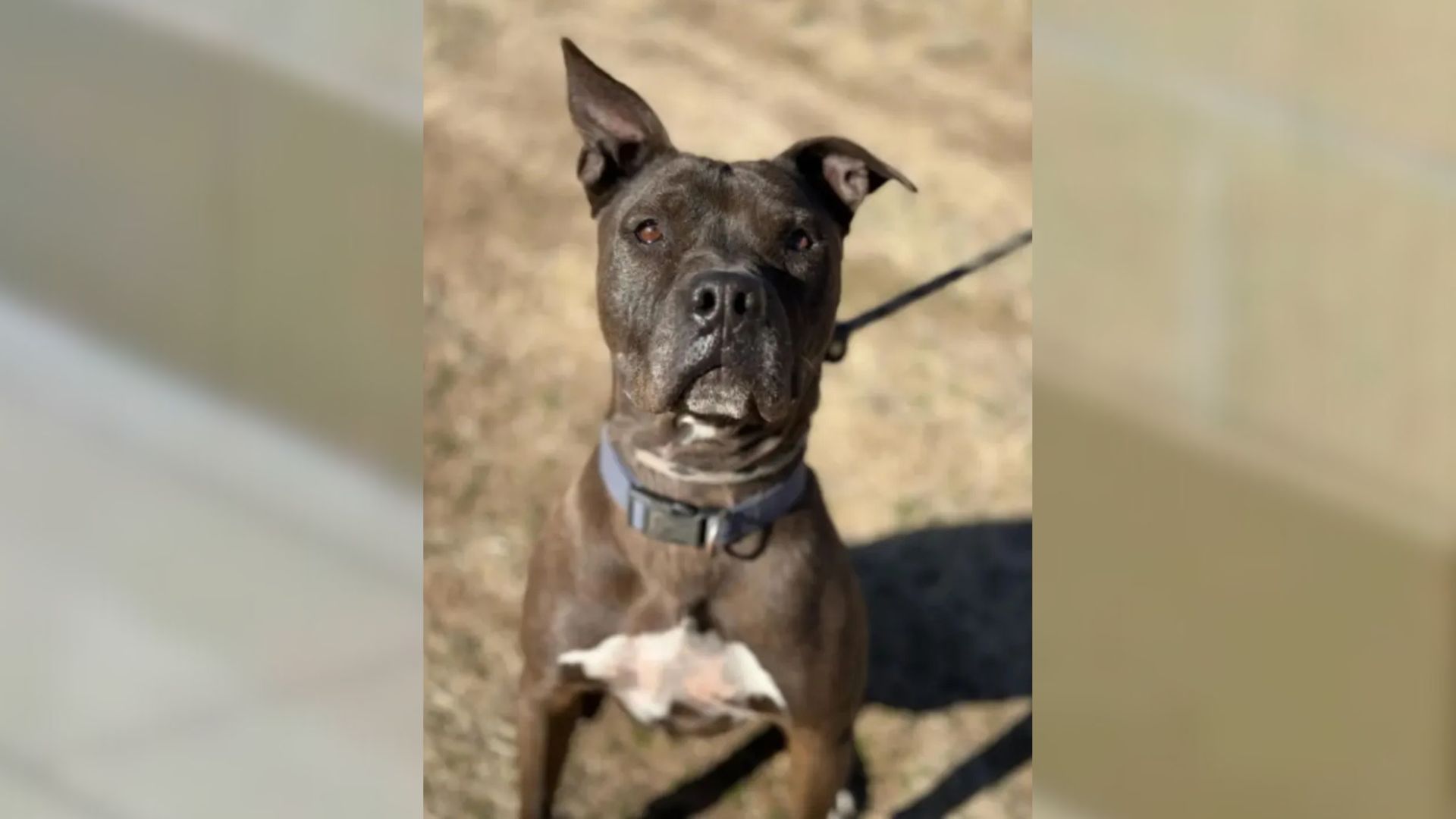 California Dog Overlooked For 2 Years And 4 Months Keeps Hoping Someone Will Love Him Back