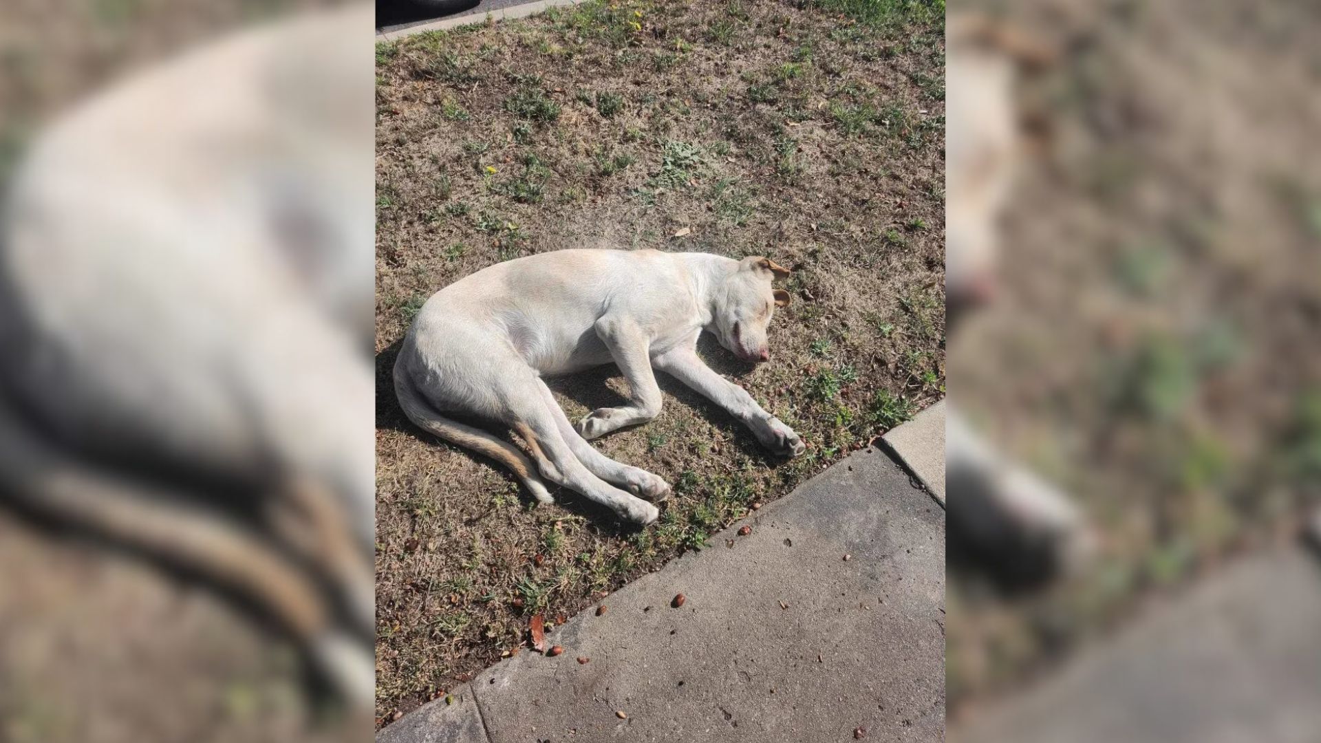 California Dog Refuses To Give Up On His Owners After Abandonment, Watching Every Yard He Can