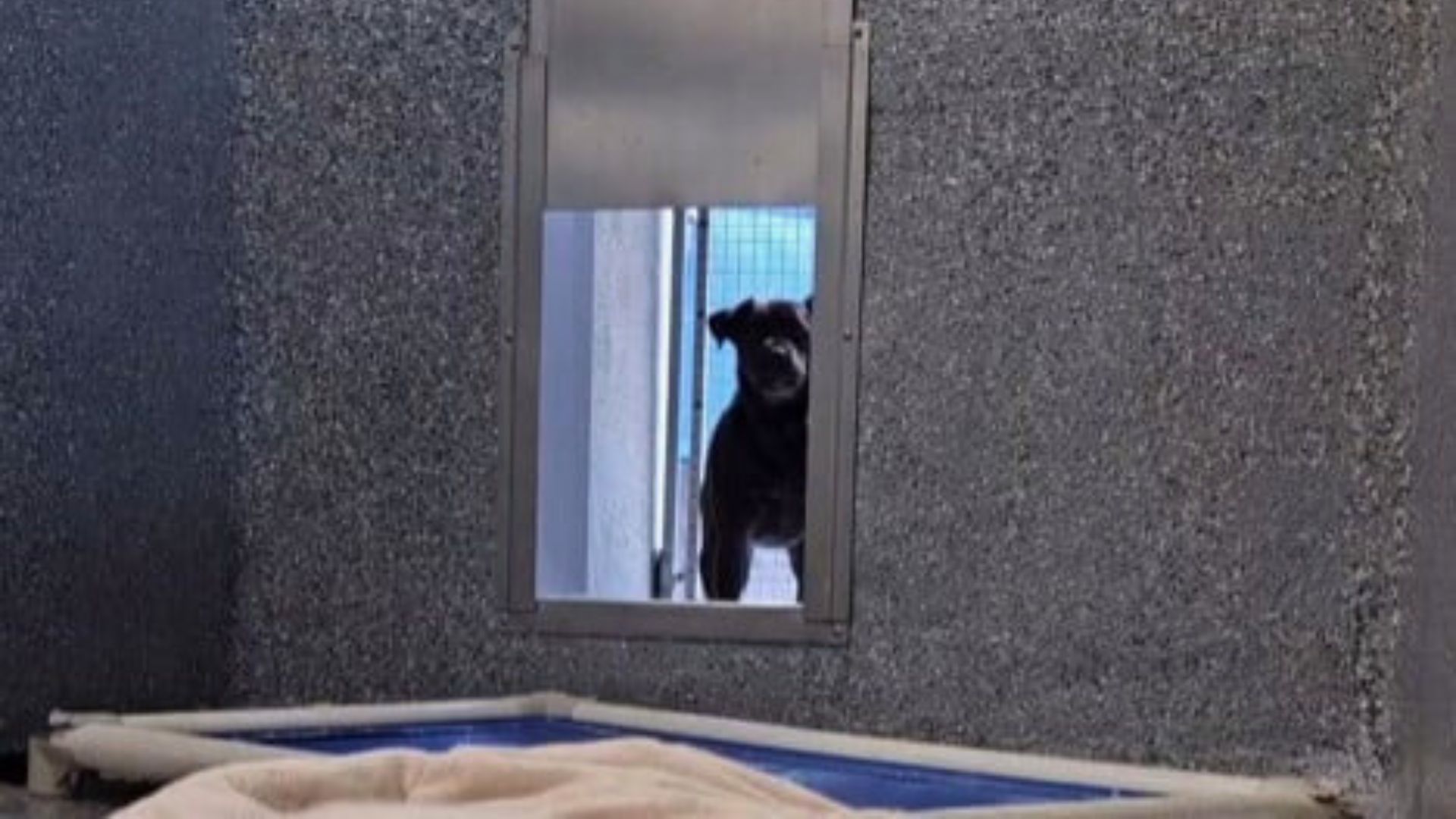 California Dog Returned To The Shelter Three Times Finally Reveals A Story No One Expected