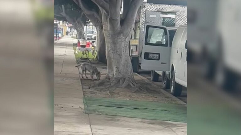 dog on street