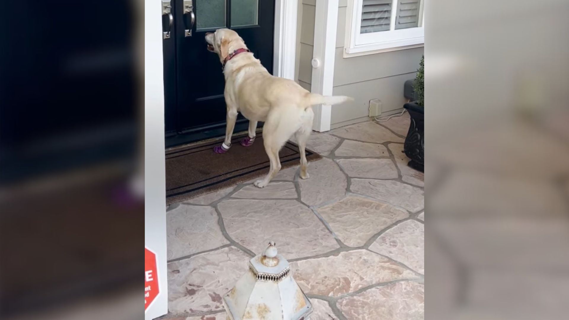 California Dog Would Not Stop Visiting Her Neighbor, And The Reason Is Heartwarming