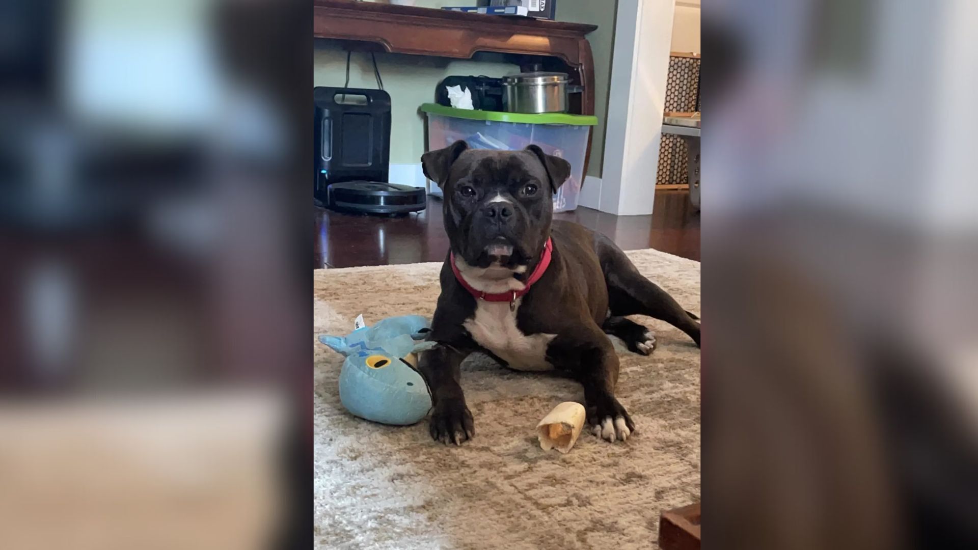 California Dog’s Color Keeps Him Rejected, But His Heart Deserves To Be Seen