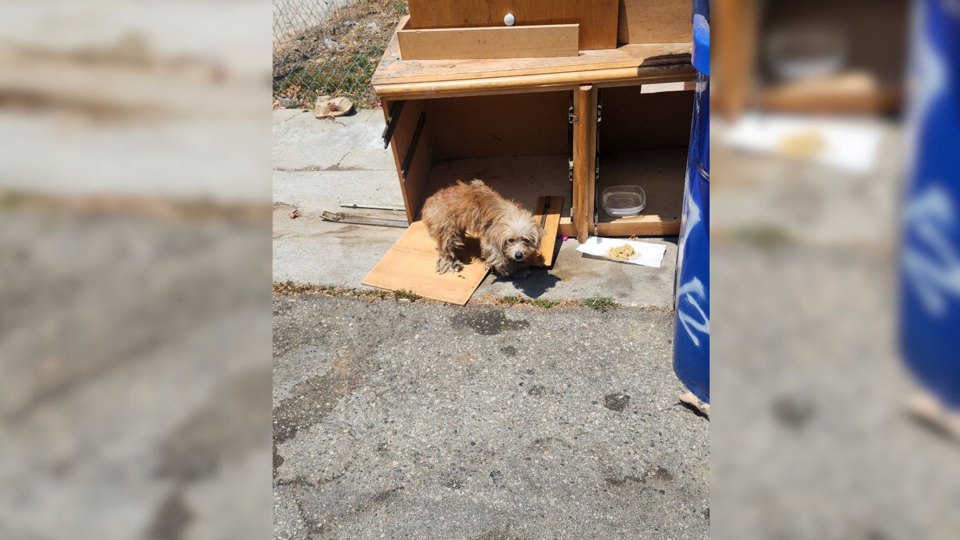 California Dogs Found Huddled In A Broken Dresser After Losing Everything They Knew