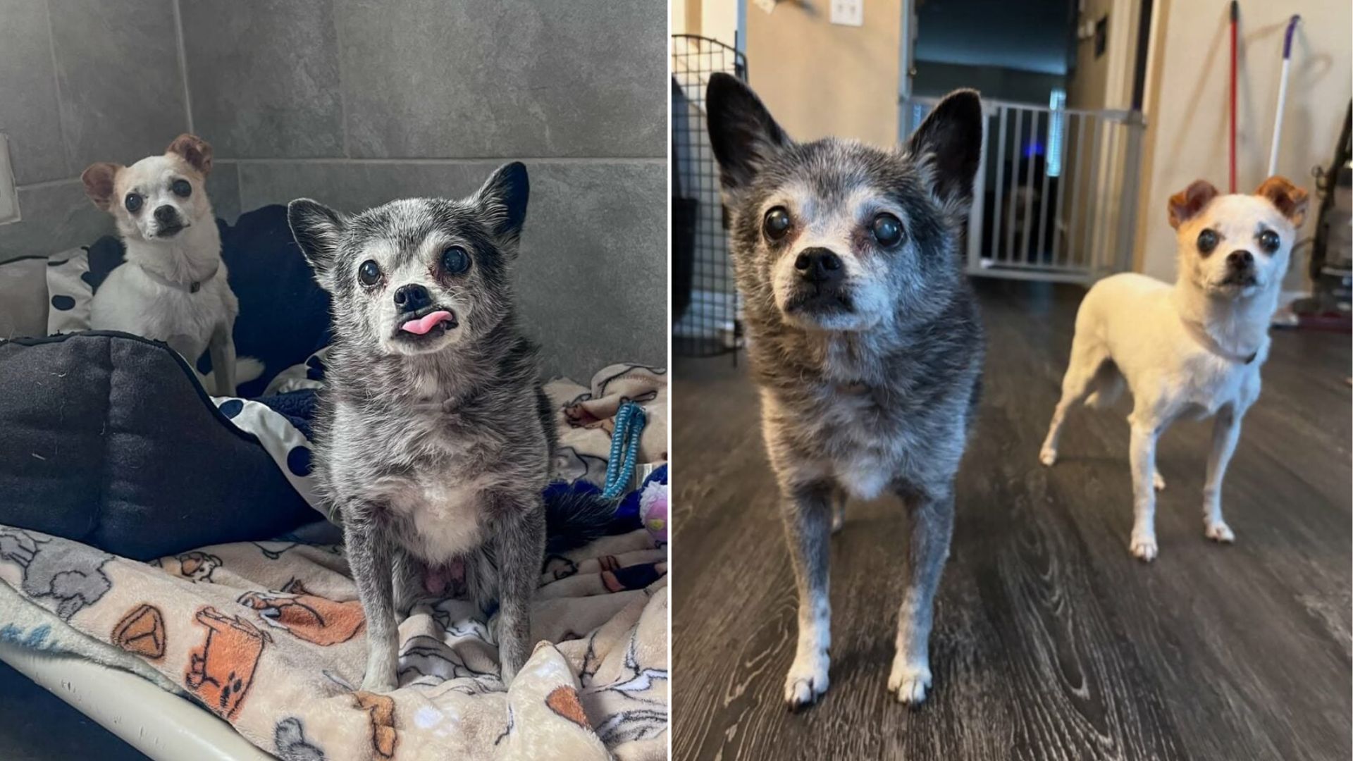California Dogs Who Spent 16 Years With A Family Are Overwhelmed And Shaking In Kennel