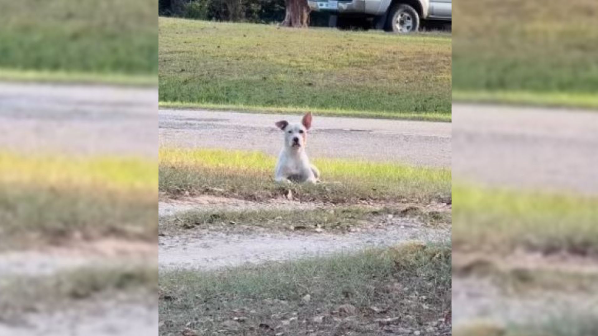 California Family Playing With Their Puppy Notices A Mysterious Furry Visitor Watching Them