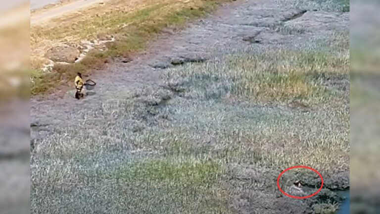 footage drone