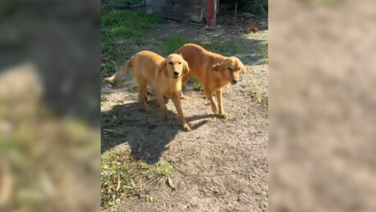 two Golden Retrievers