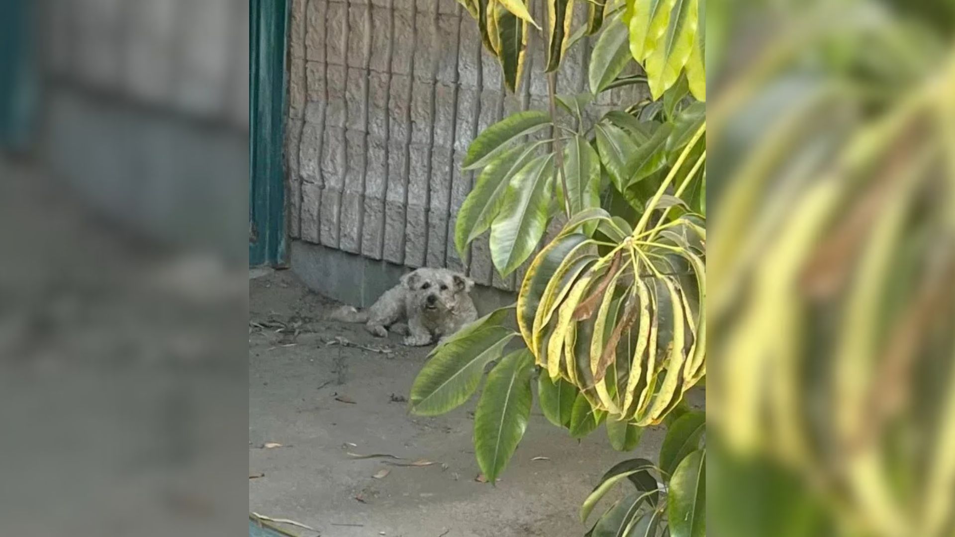 California Heatwave Reveals A Fragile Soul That Stops A Woman In Her Tracks