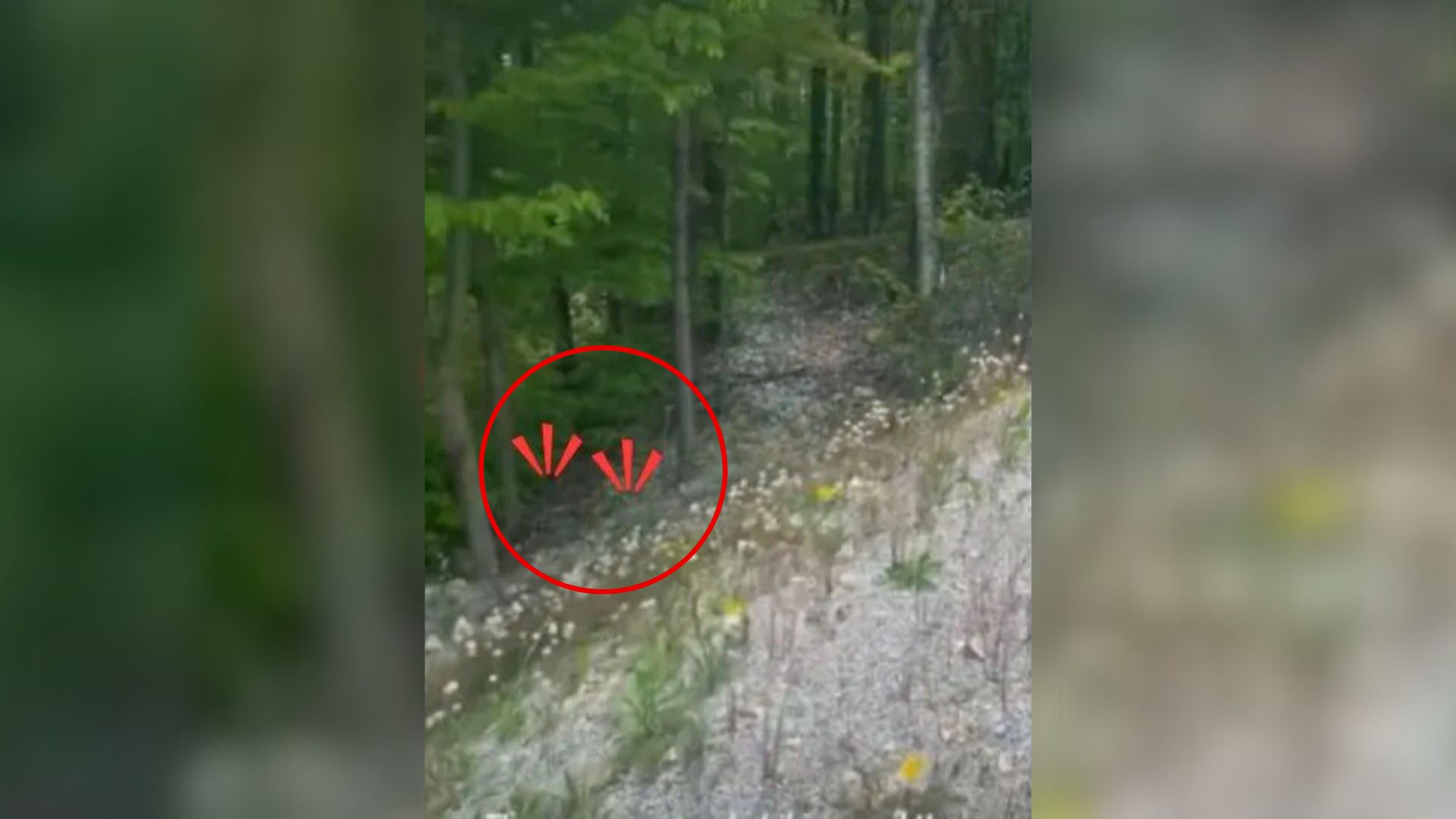 California Hikers’ Adventure Becomes An Unforgettable Rescue When They Follow Strange Cries