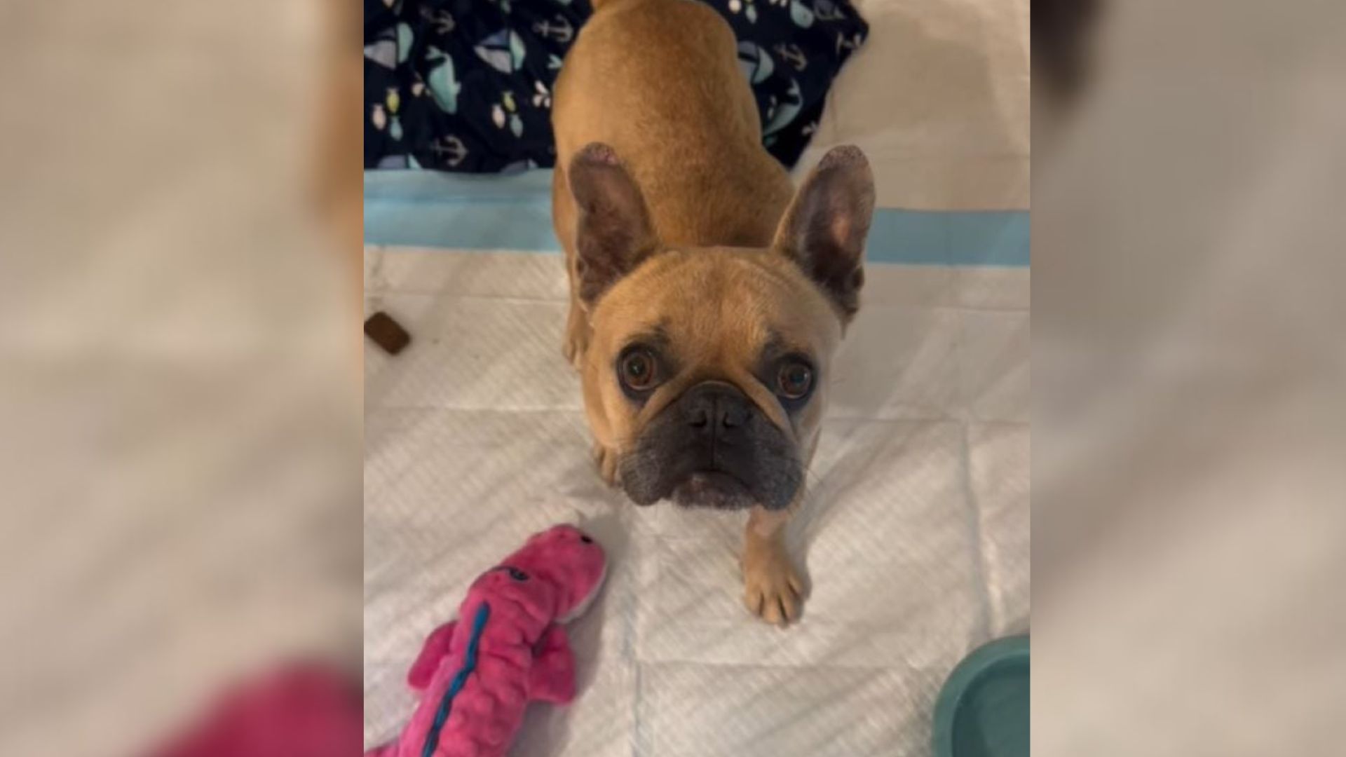 California Mama Dog Loses Her Puppies And Finds Hope Again With A Caring Foster Family