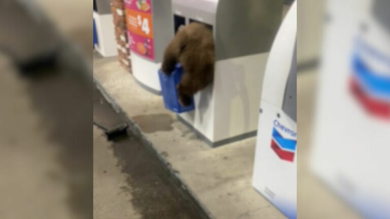 animal on gas station