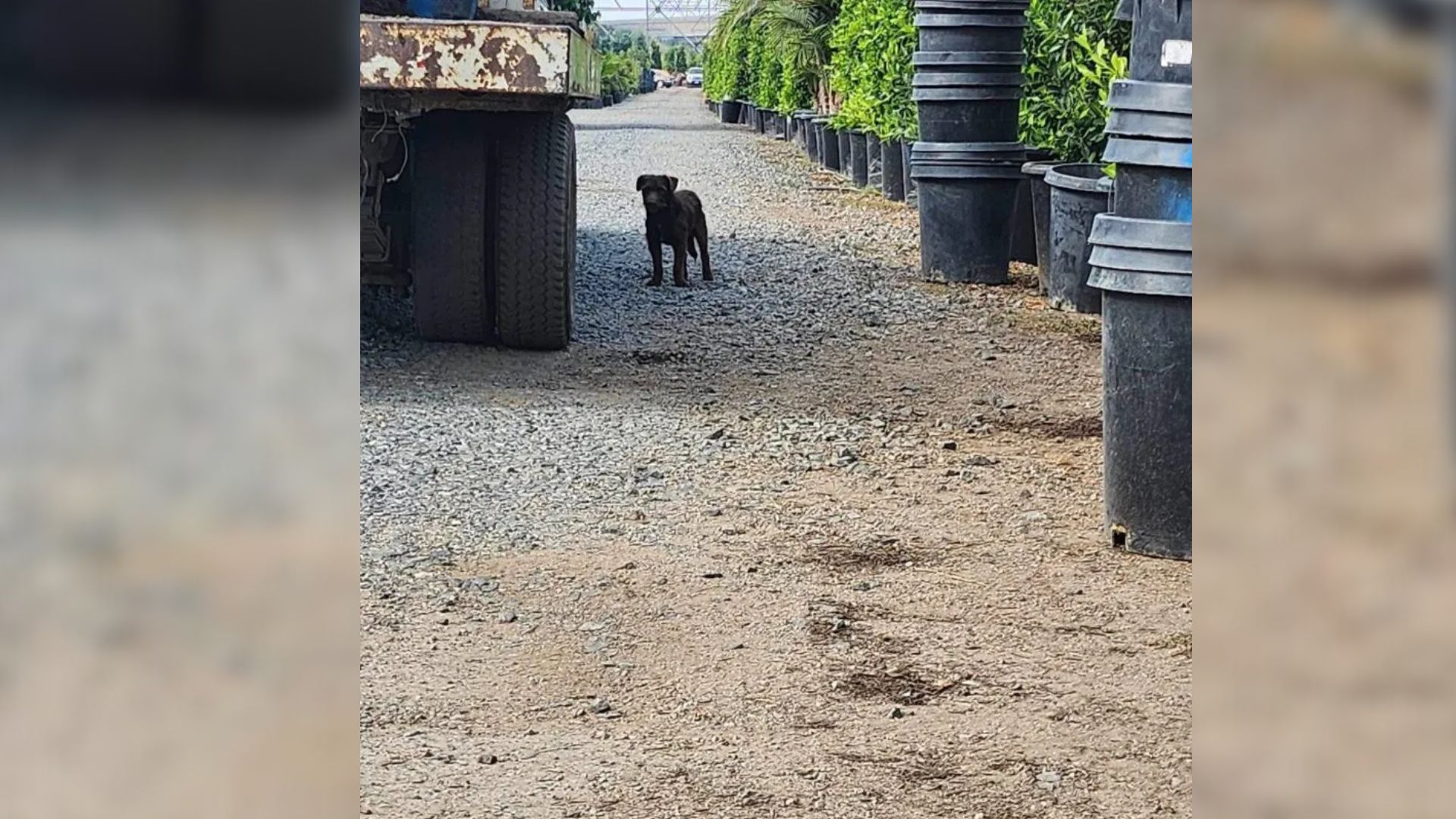 California Nursery Worker’s Compassion Turns Into A Rescue That Changes A Dog’s Future