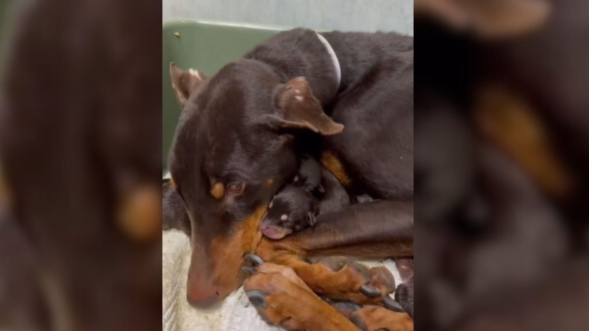 California Officers Step Into A Storm And Find A Mother’s Fierce Devotion To Her Little Ones