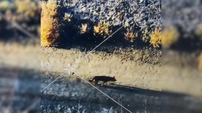 dog walking alone