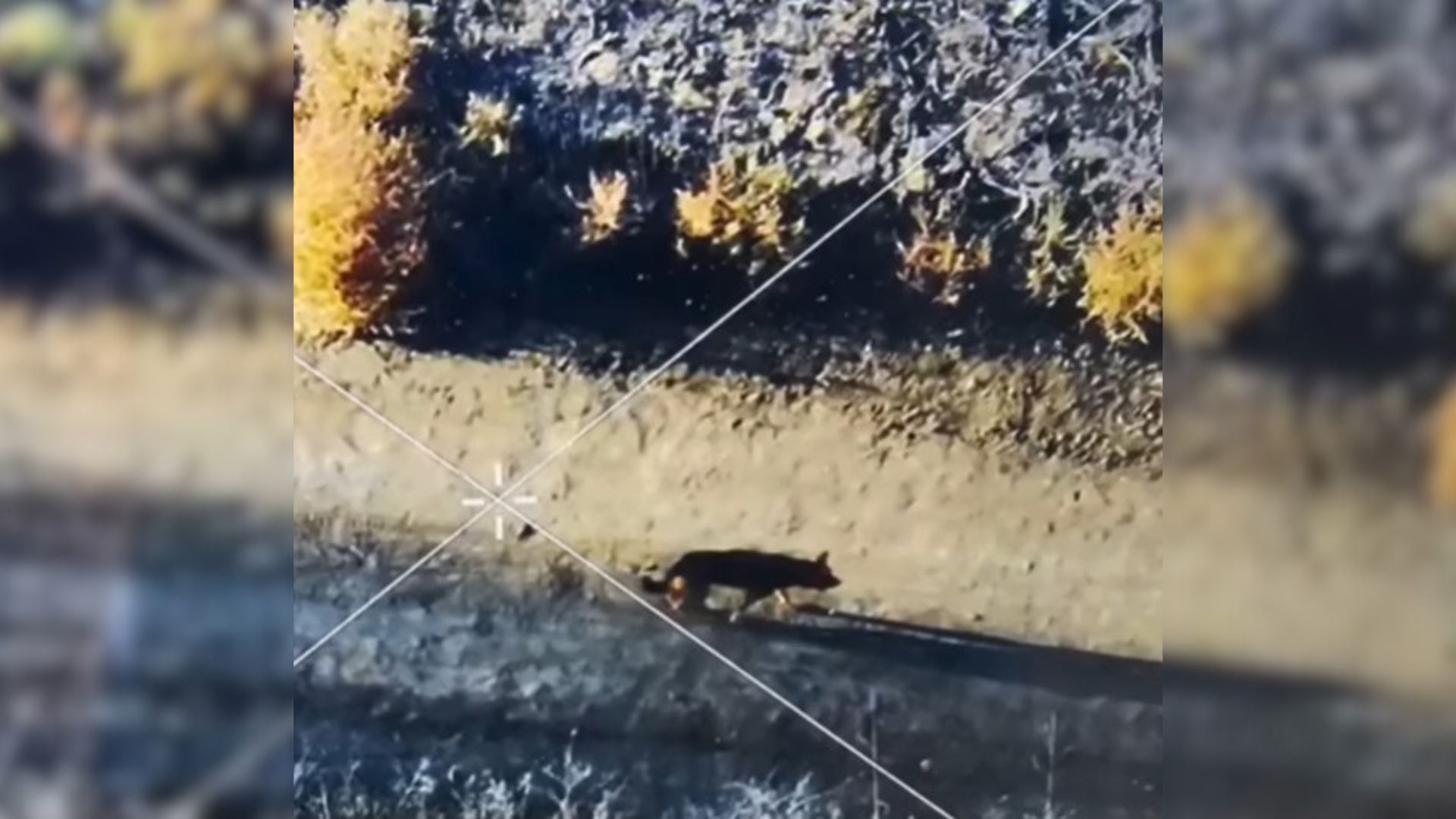 California Owner Was Stunned After Losing Her Dog, So A Kind Rescuer Gave Her Instructions On How To Find Her