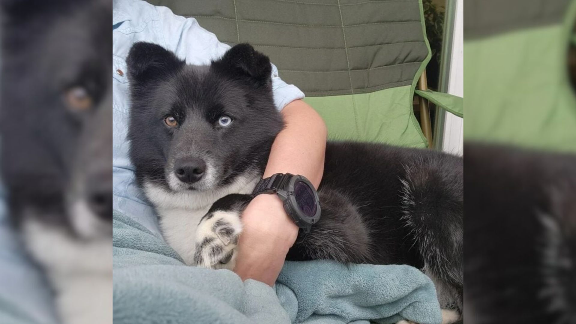 California Owner’s Delight Flips To Shock When DNA Test Uncovers Unexpected Border Collie Background