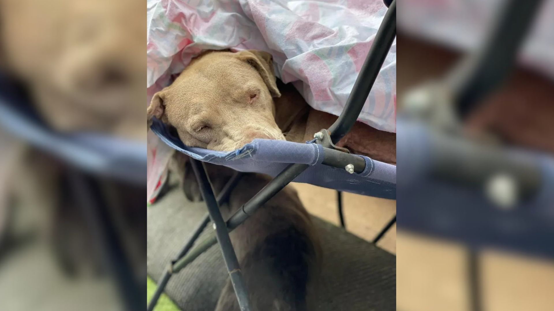 The dog is sleeping on the chair