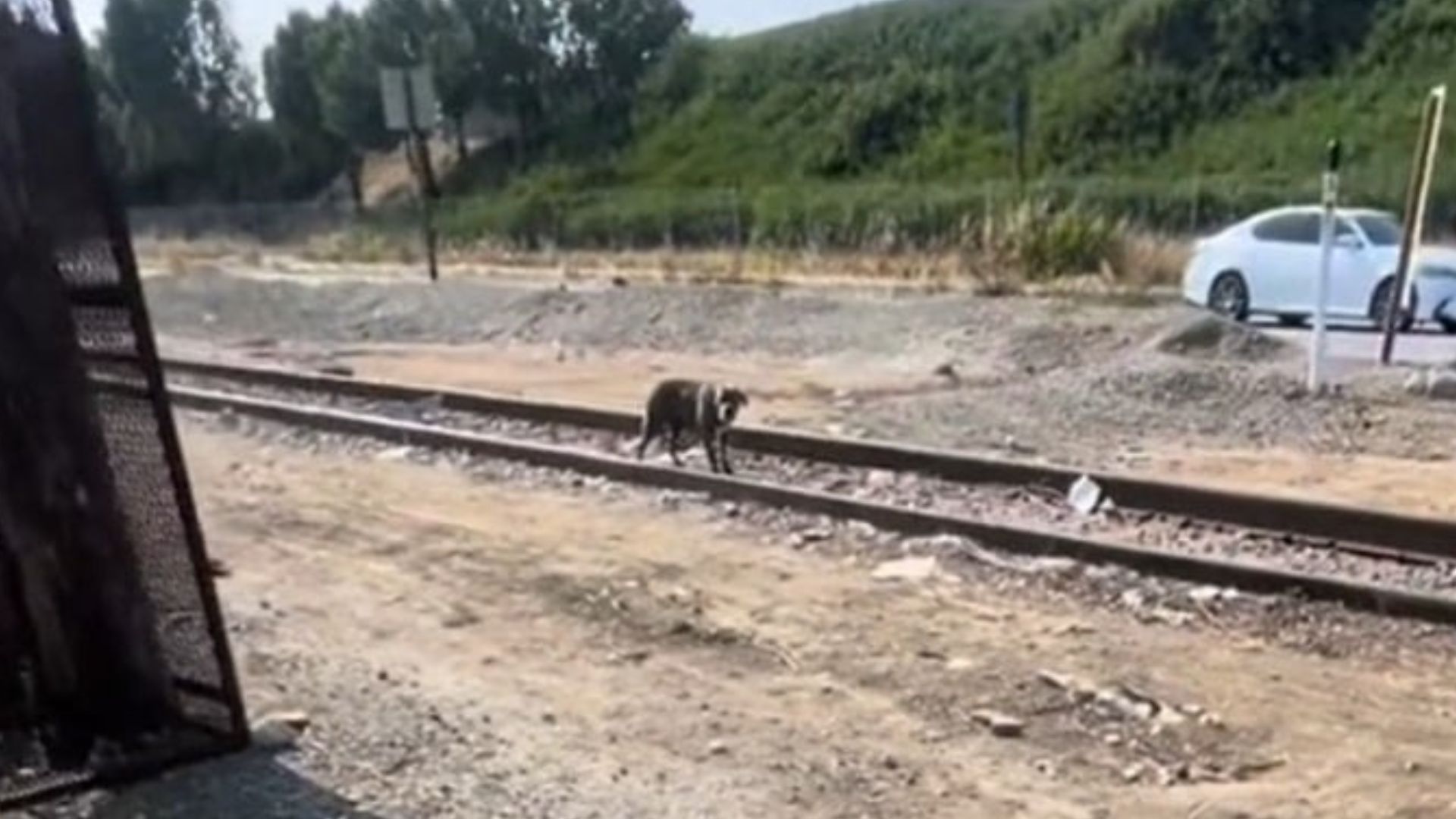 dog on train tracks