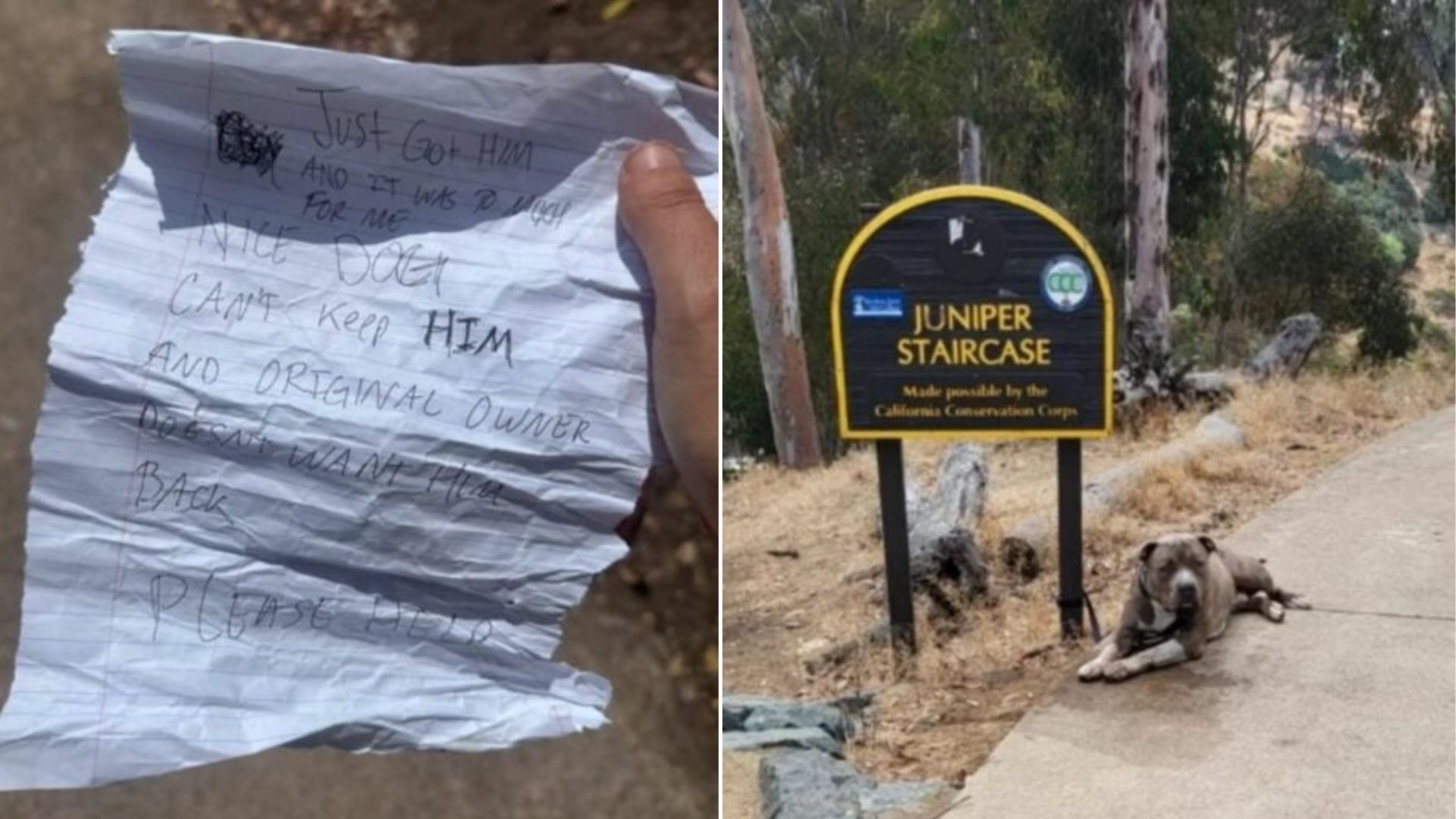 California Pit Bull Tied To A Park Sign, Shocking Note Left Behind By His Family Breaks Hearts