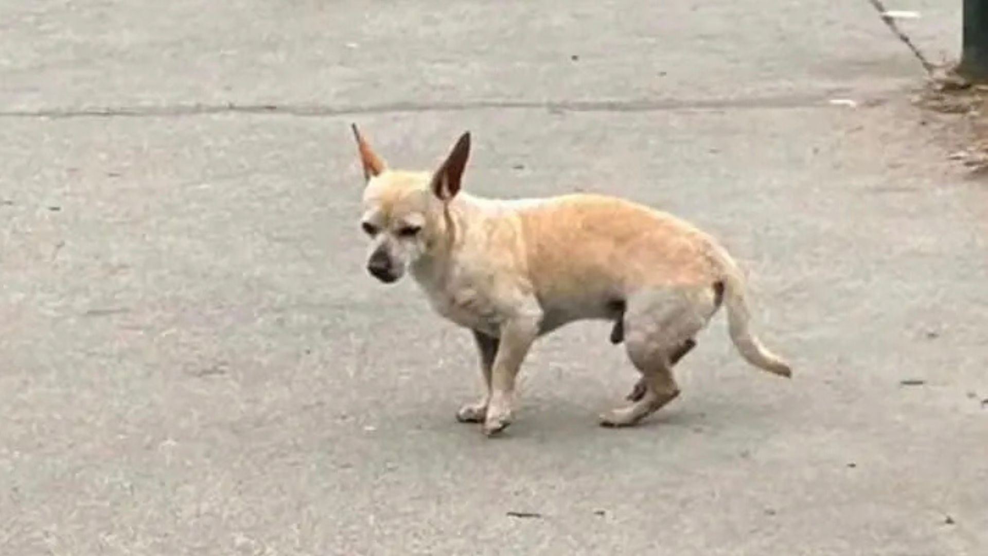 A sick puppy is standing on the sidewalk