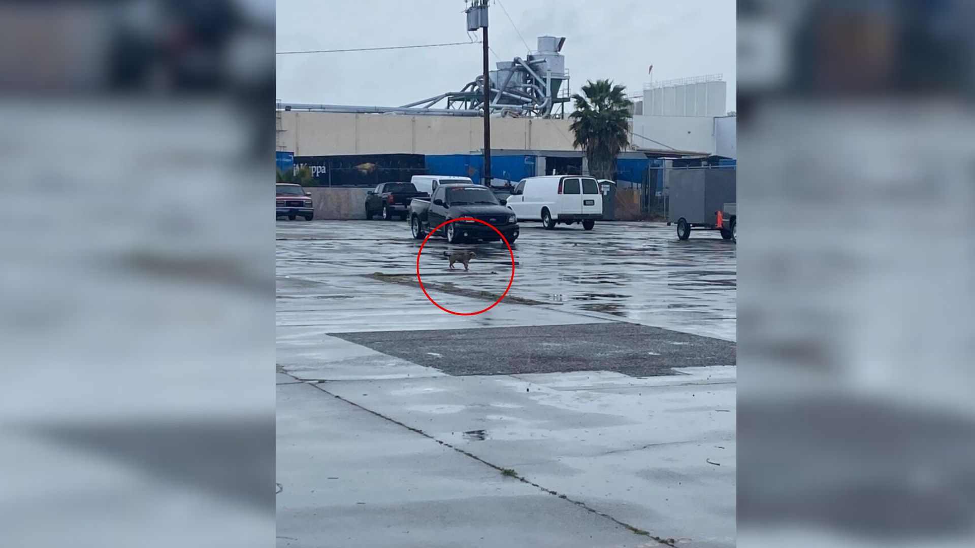 California Pup Left Behind From A Car Waits For Hours, Still Believing Her Family Will Find Her