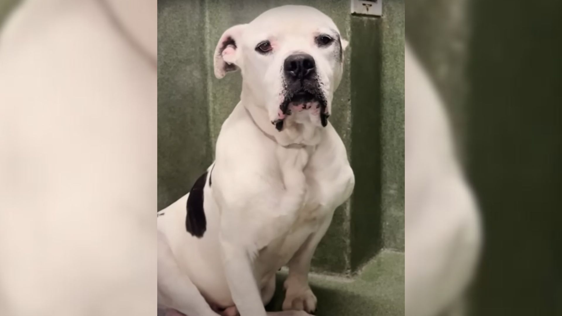 California Pup Overlooked At The Shelter Finally Gets A Chance As Time Runs Out
