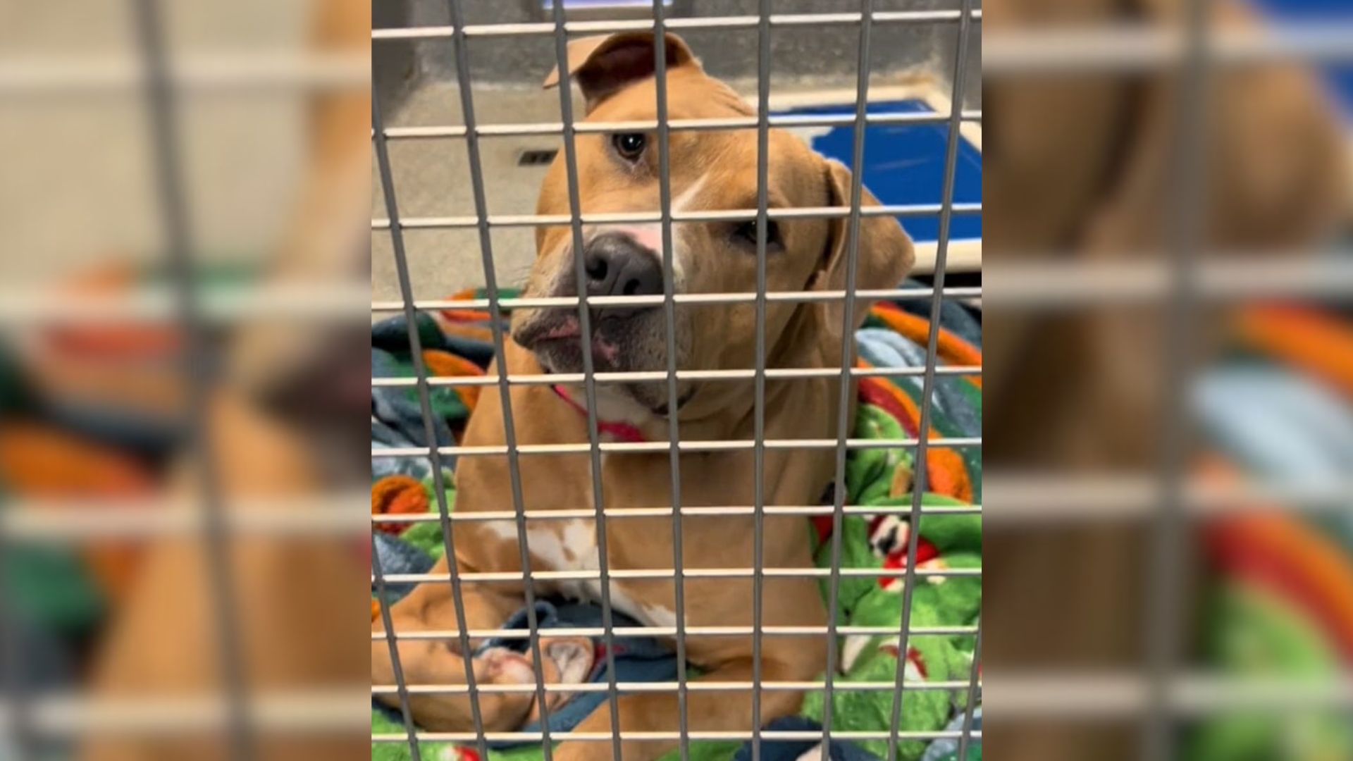 The dog lies and waits in the cage