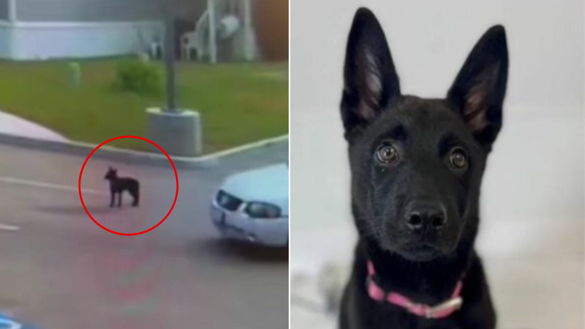California Puppy Left In Parking Lot Tries To Run After Her Owner’s Car