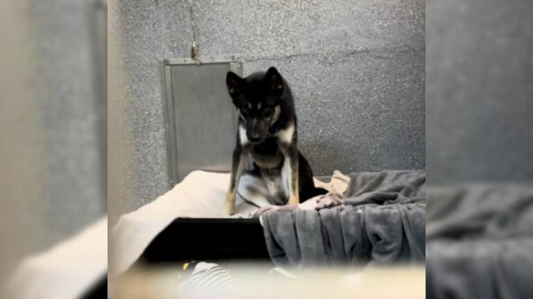 dog in shelter