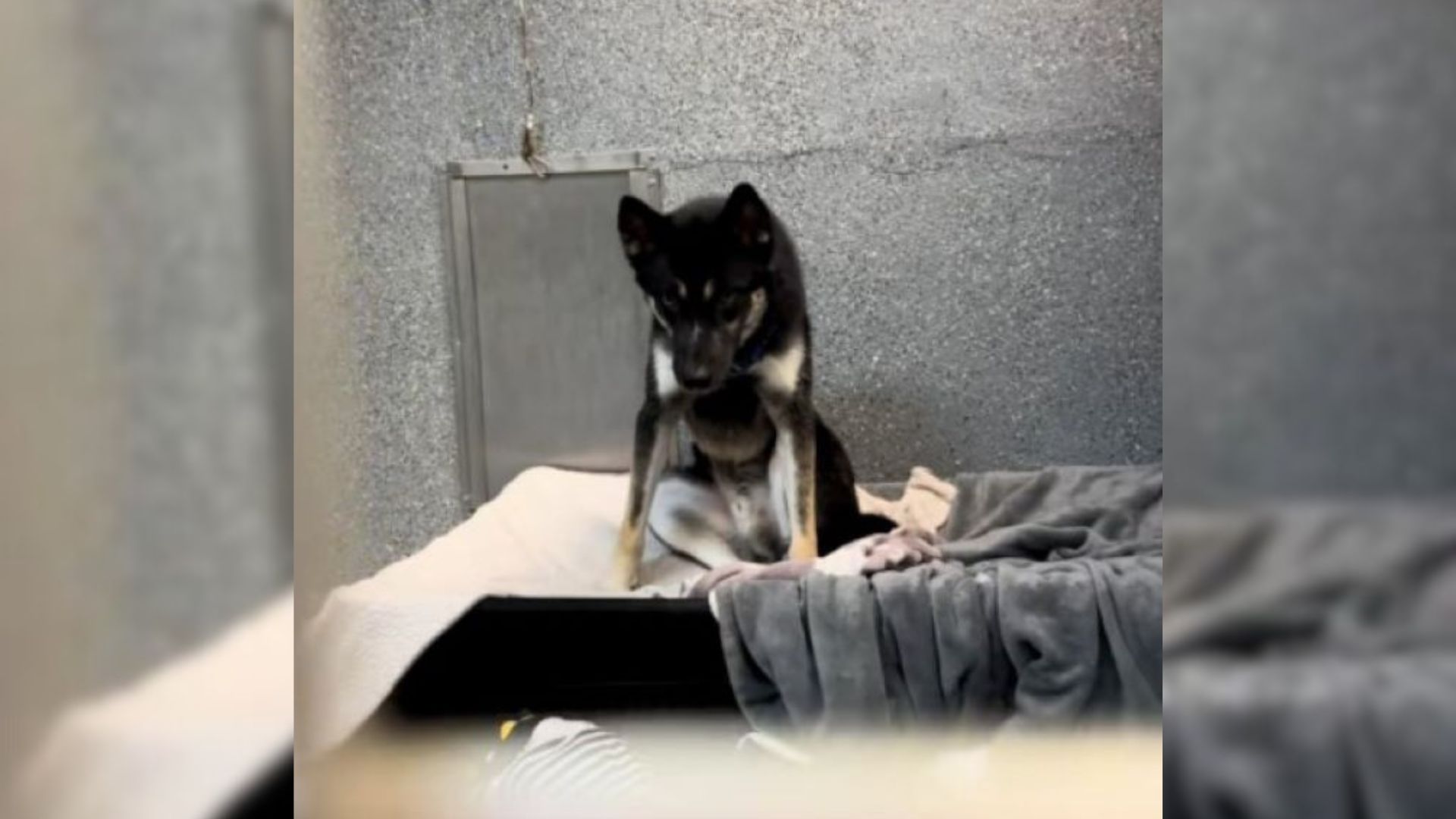 California Puppy Saved From Euthanasia Deserves A Forever Home, But Nobody’s Interested