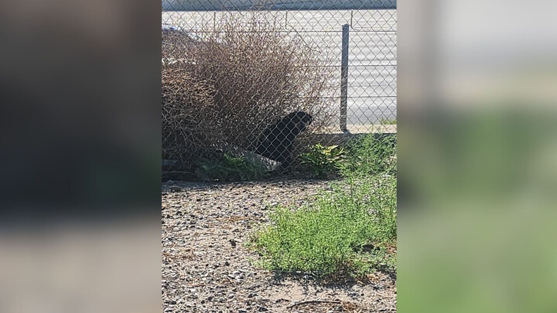 California Rescue Teams Save Abandoned Pup Near Freeway, Giving Hope And A New Beginning