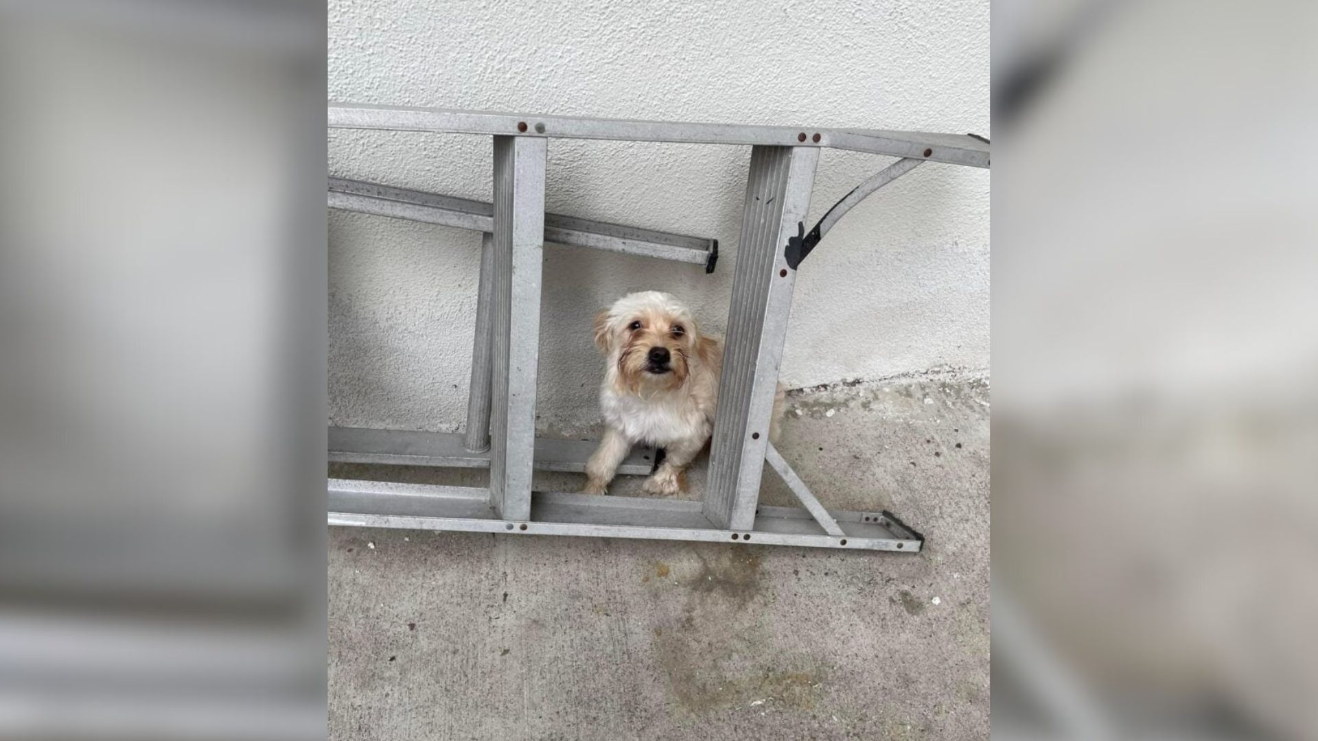 California Rescuer Finds Tiny Puppy Still Waiting Where Her Family Left Her Behind