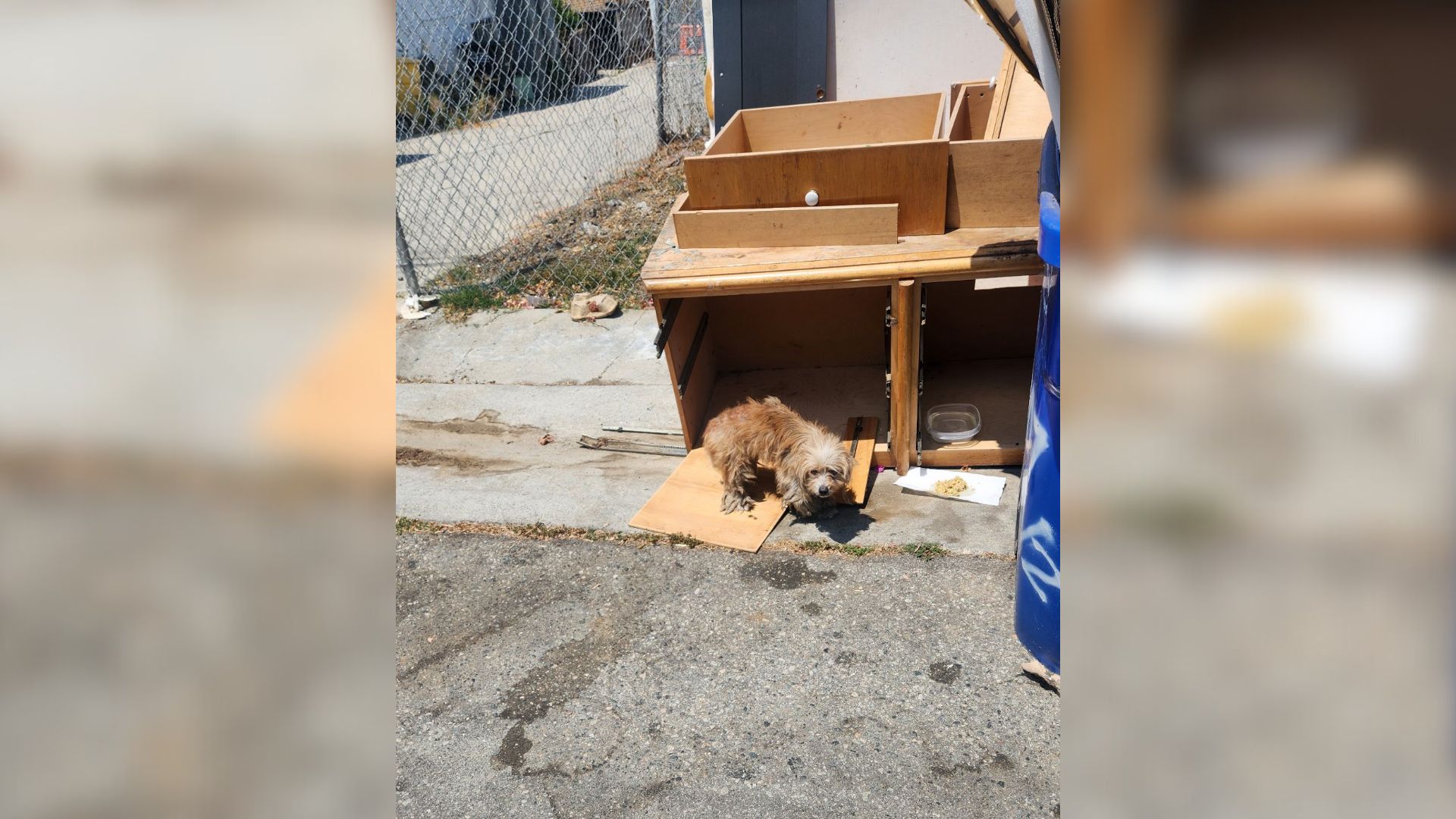 California Rescuer Stumbles Upon Two Dogs Hidden In Trash