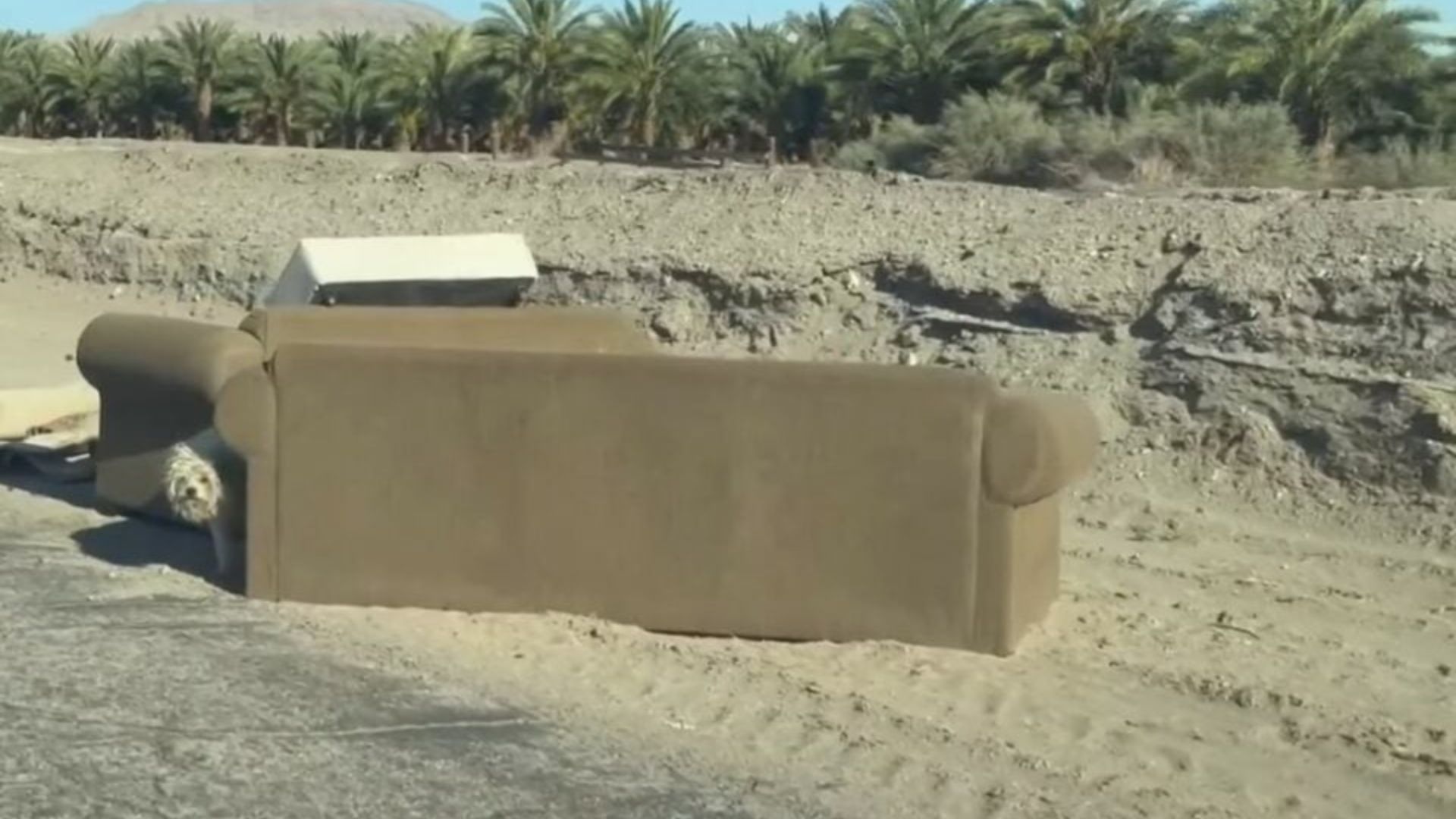 California Rescuers Hold Their Breath As Lonely Dog Finally Steps Into Safety After Days Of Evasion