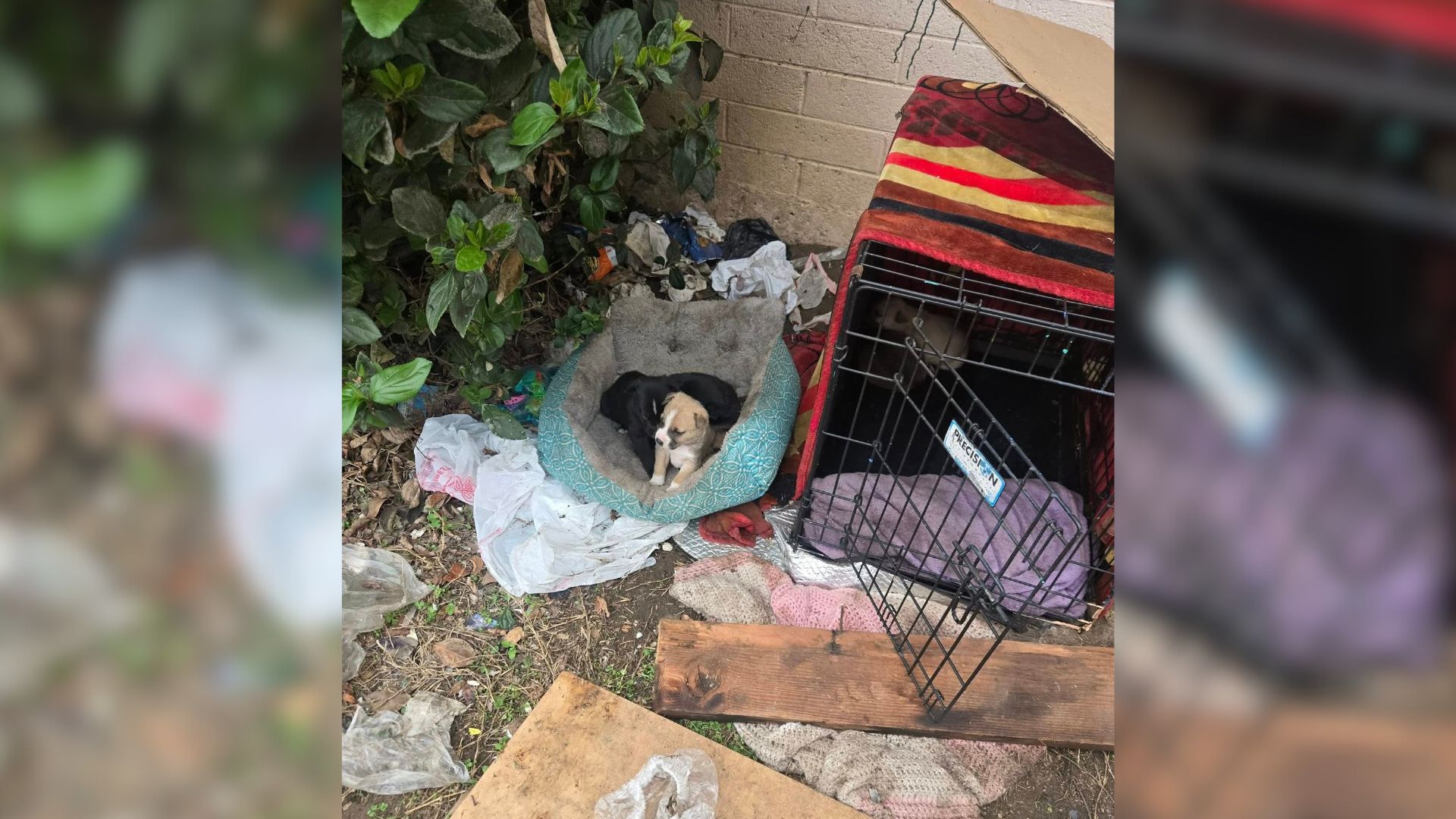 California Rescuers Race Against Time To Save Family Of Dogs Left In Construction Site