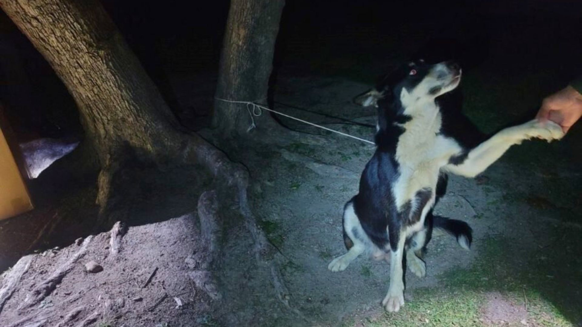 California Rescuers Save Heartbreaking Mother Dog Abandoned And Trapped By A Tree With Her Puppies