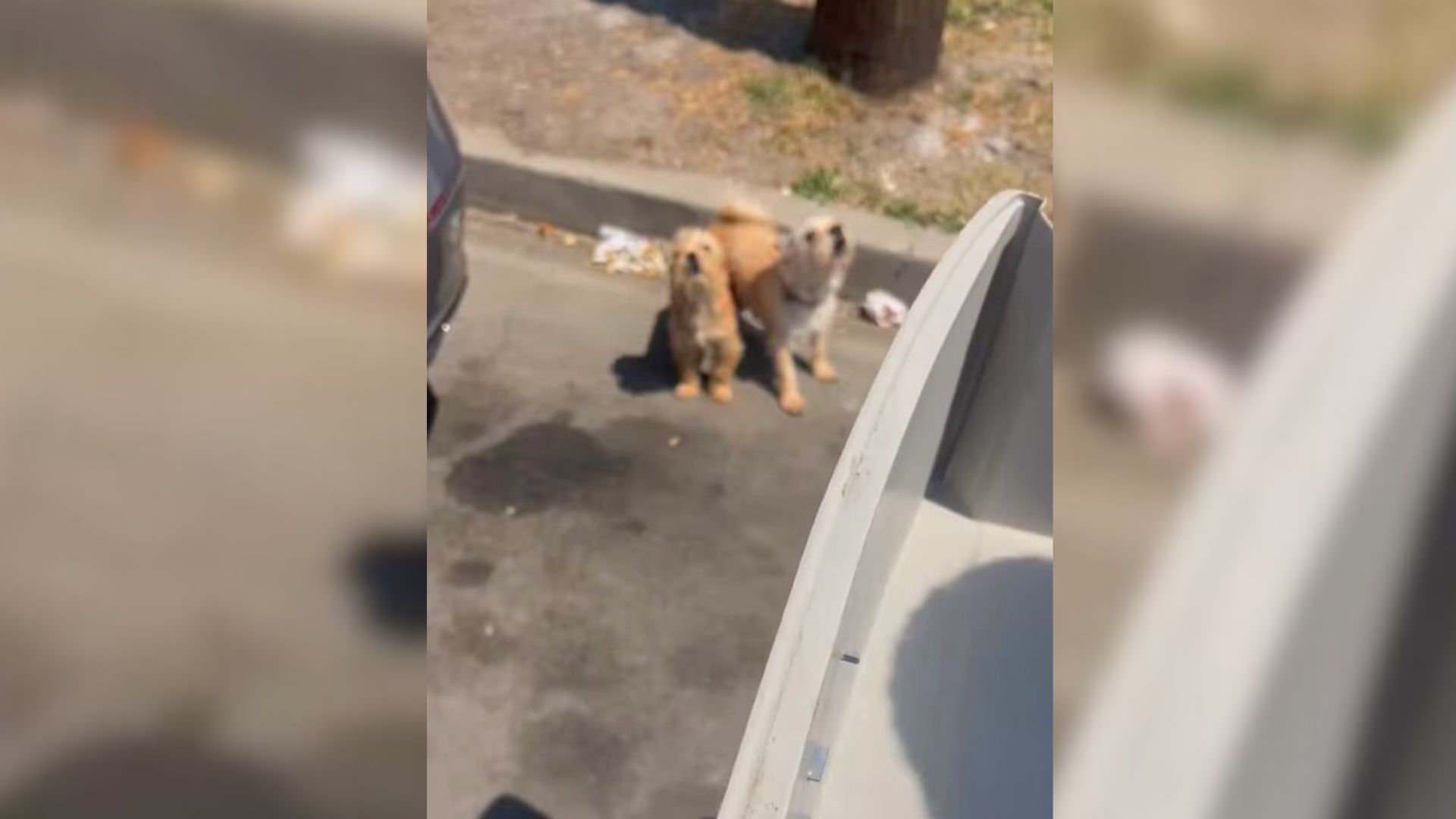 California Rescuers Save Mom Dog And Her Puppies Near Trailer, Then Comes A Shock