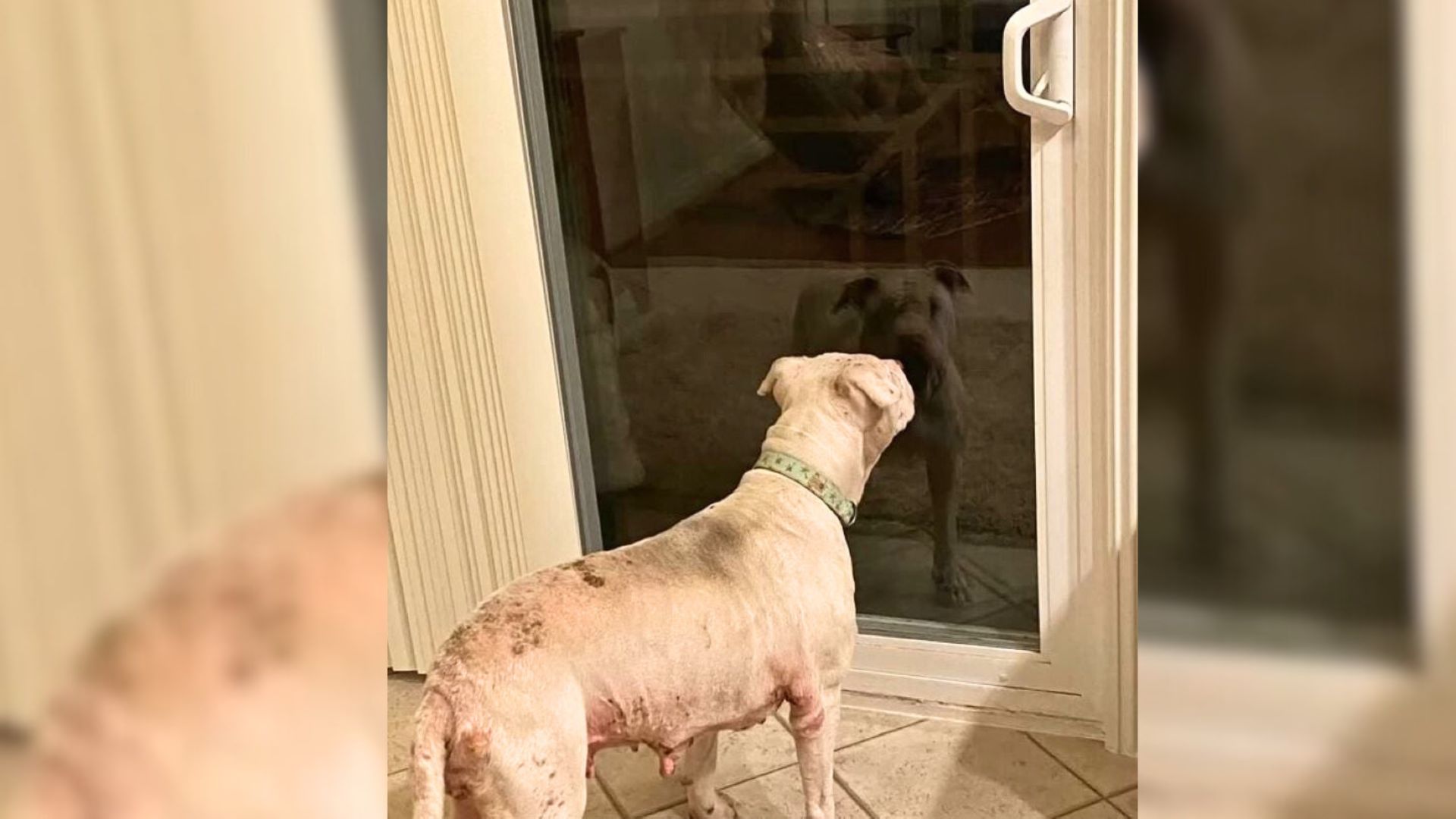 California Rescuers Stunned By Abused Dog’s Scars, Then Inspired By Her Unbreakable Spirit 