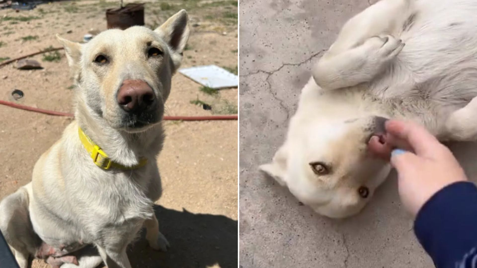 California Residents Discover A Pregnant Pup Whose Story Reveals A Dark Secret Next Door