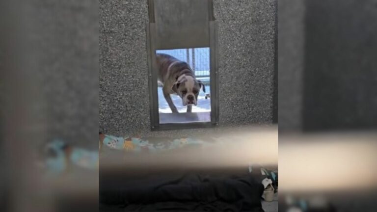 shelter dog