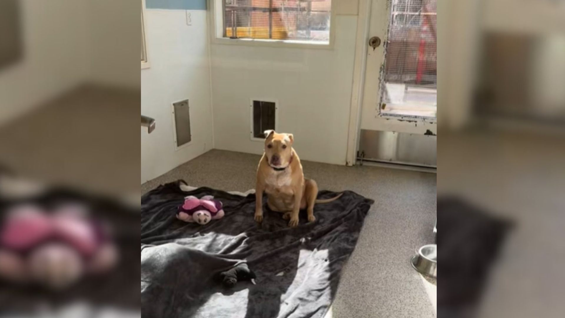 California Shelter Left In Tears After Family Surrenders Their 9-Year-Old Dog