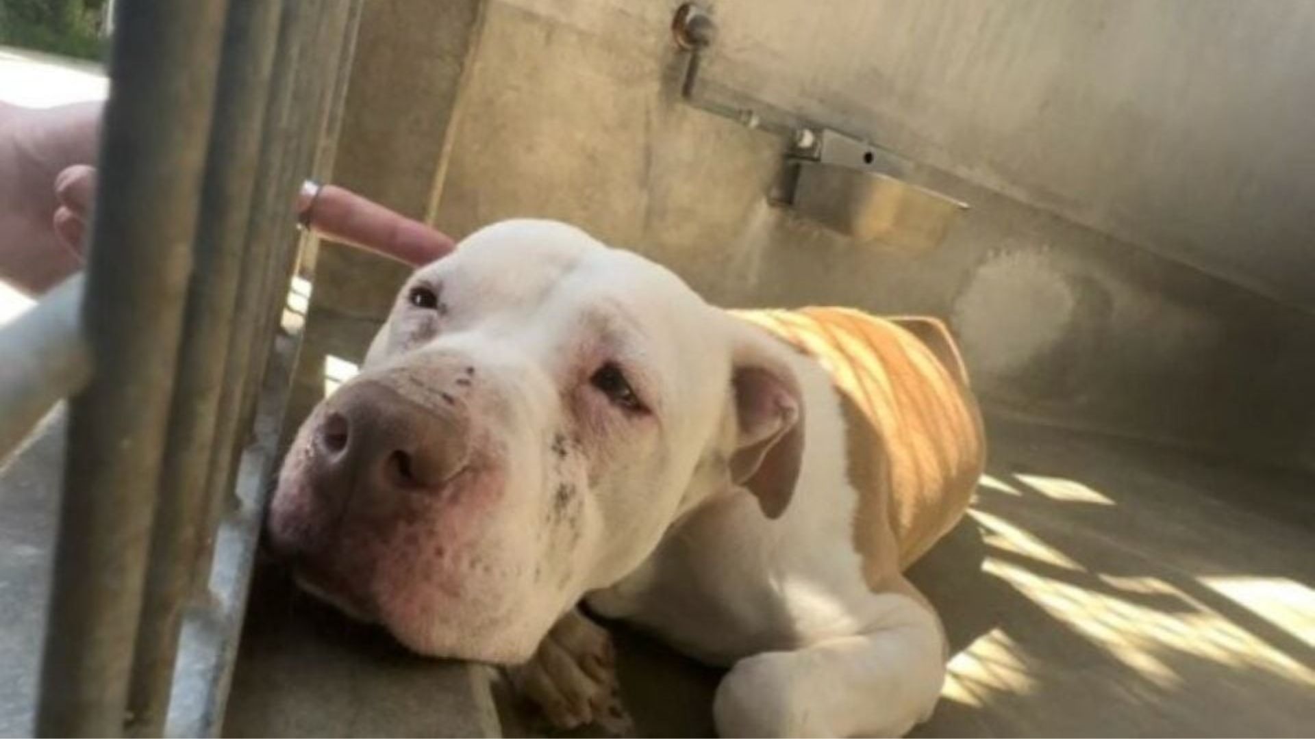 California Shelter Pup Gives Up Hope Until A Stranger Stops And Listens To Her Cries