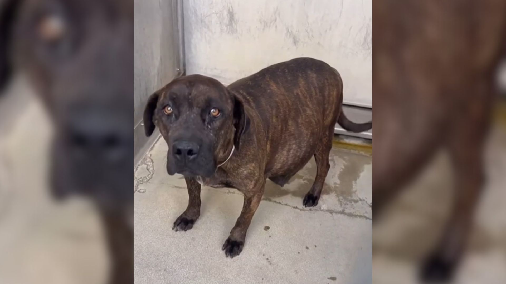 California Shelter Pup Overcomes Fear And Trauma To Care For Her 12 Babies In Foster Care