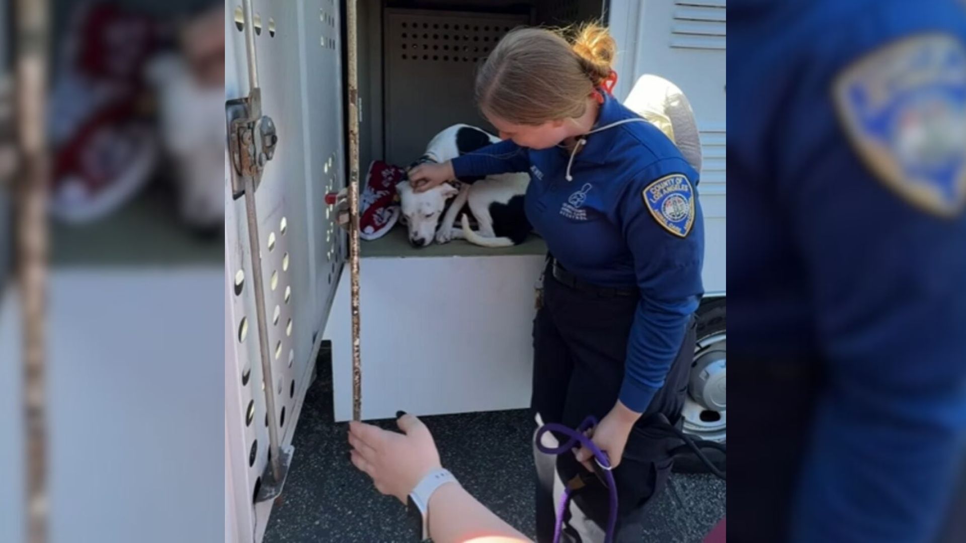 California Shelter Pup Steals Hearts At Adoption Day But Walks Back To His Kennel Alone