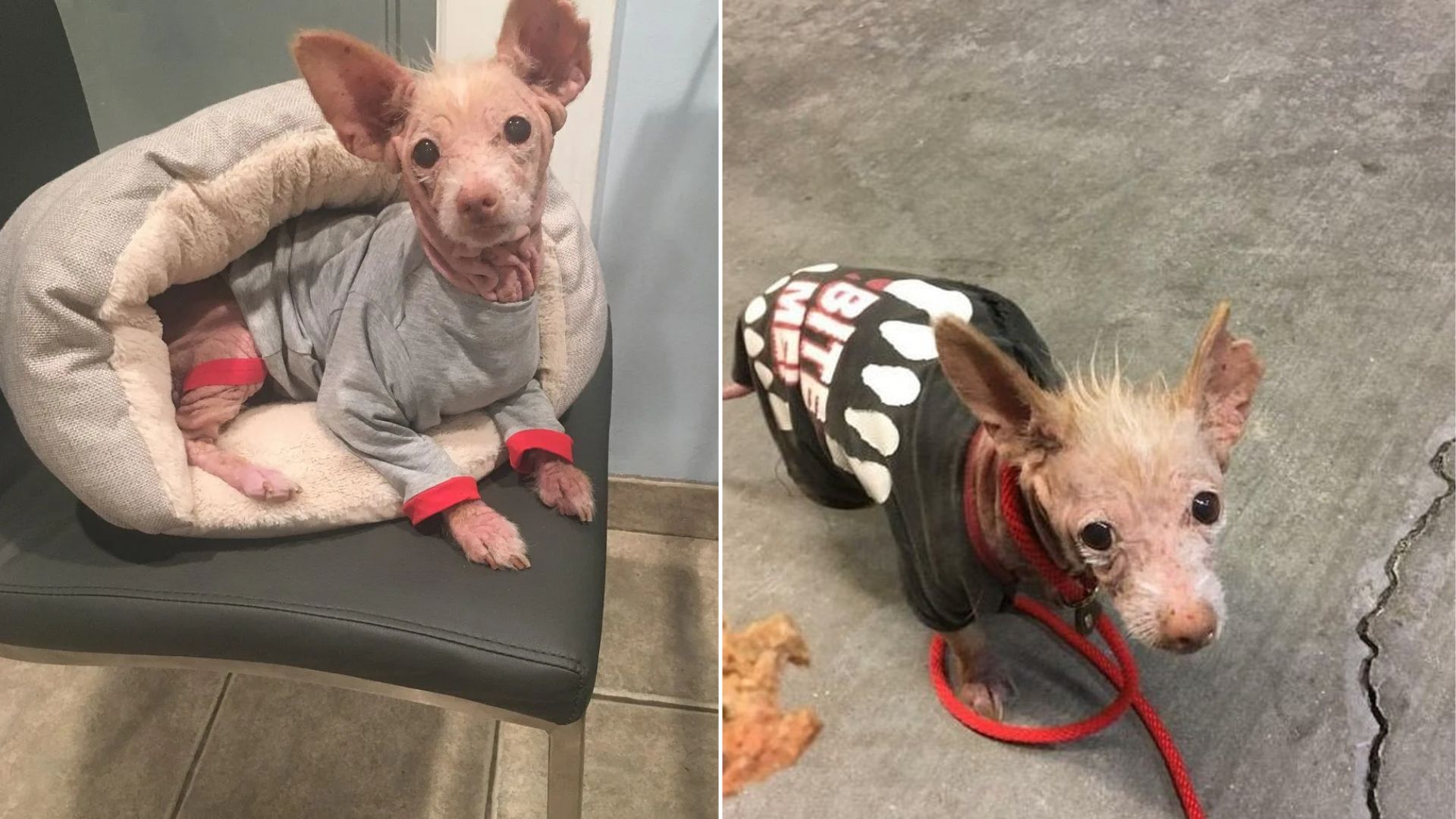 California Stray With Unknown Breed Leaves Rescuers Stunned