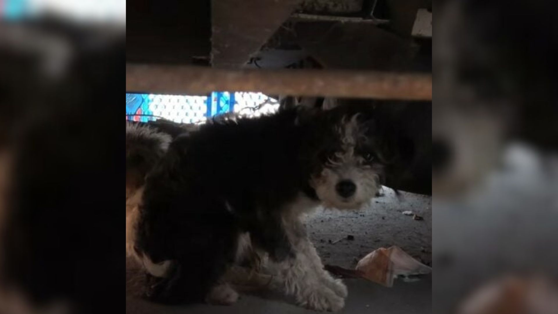 California Team Shocked To Find A Pregnant Dog Moments Away From Labor