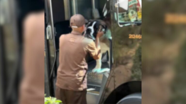 dogs in truck